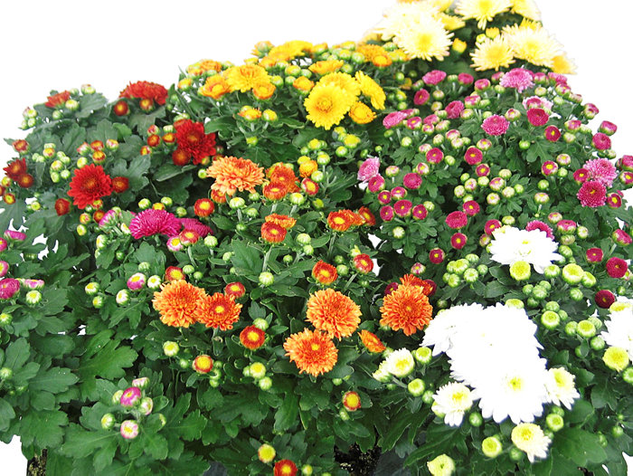 Krysantemum Ø17-19 cm  